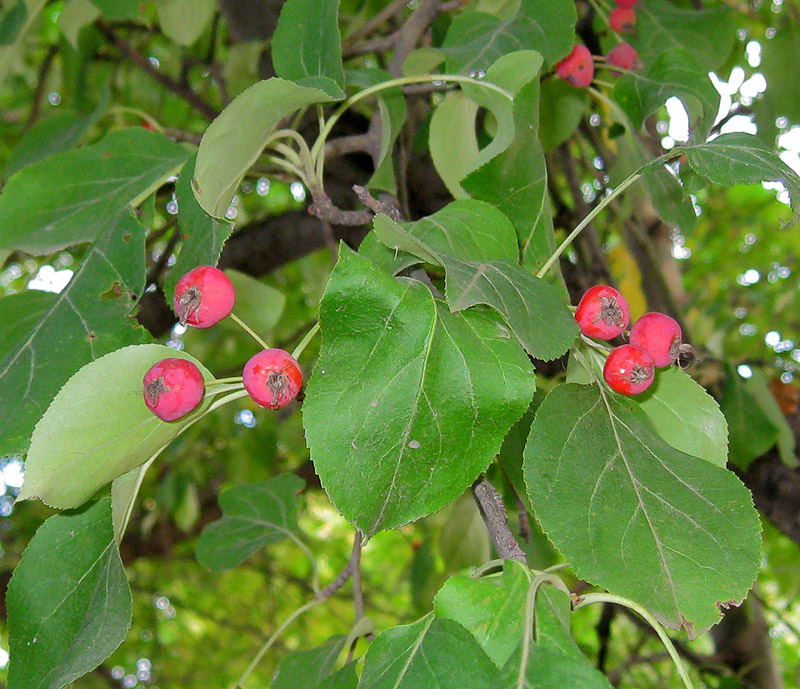 Image of Malus domestica ssp. cerasifera specimen.