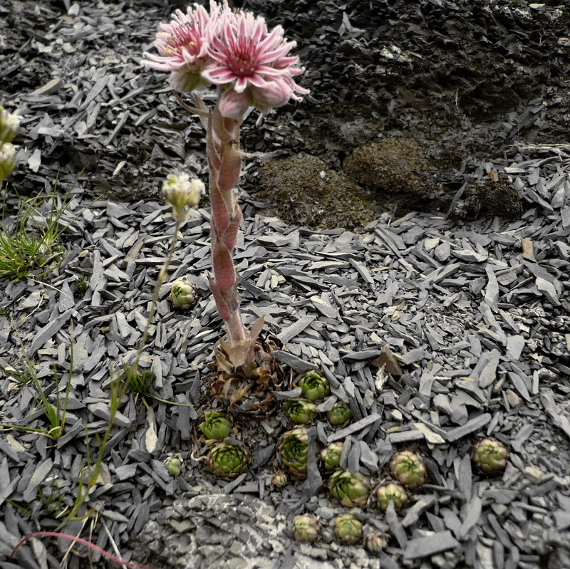 Image of Sempervivum caucasicum specimen.