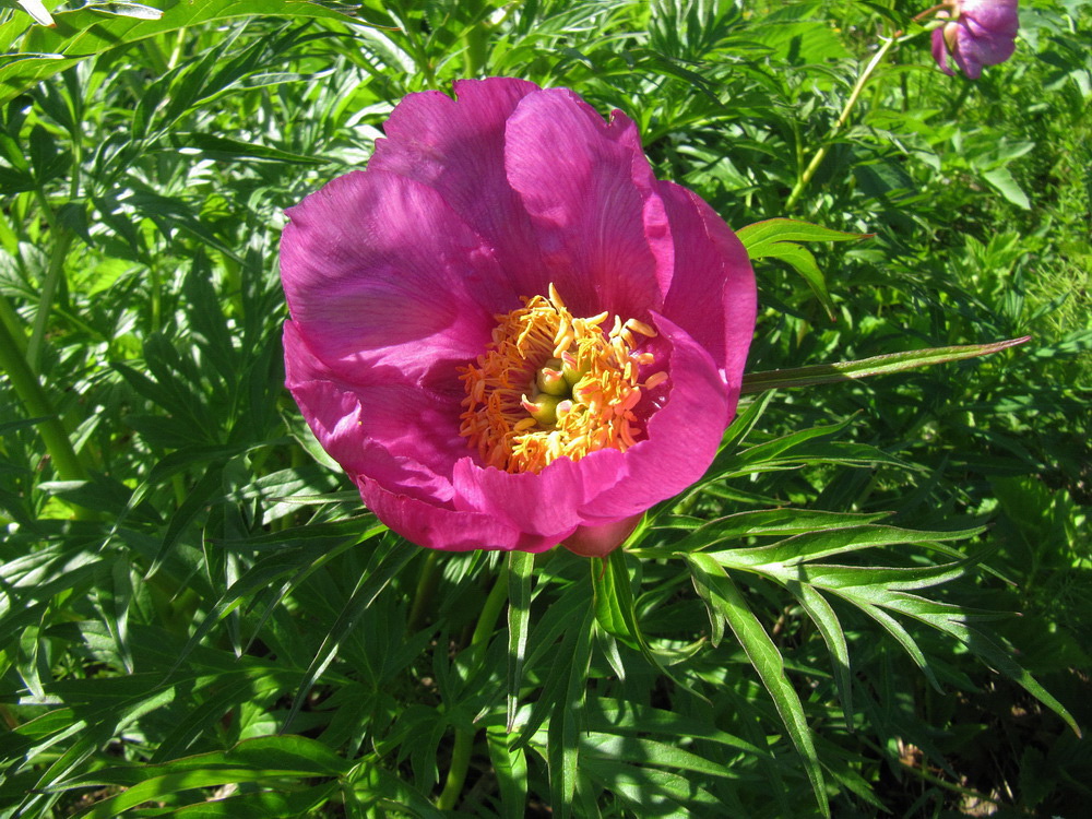 Изображение особи Paeonia anomala.