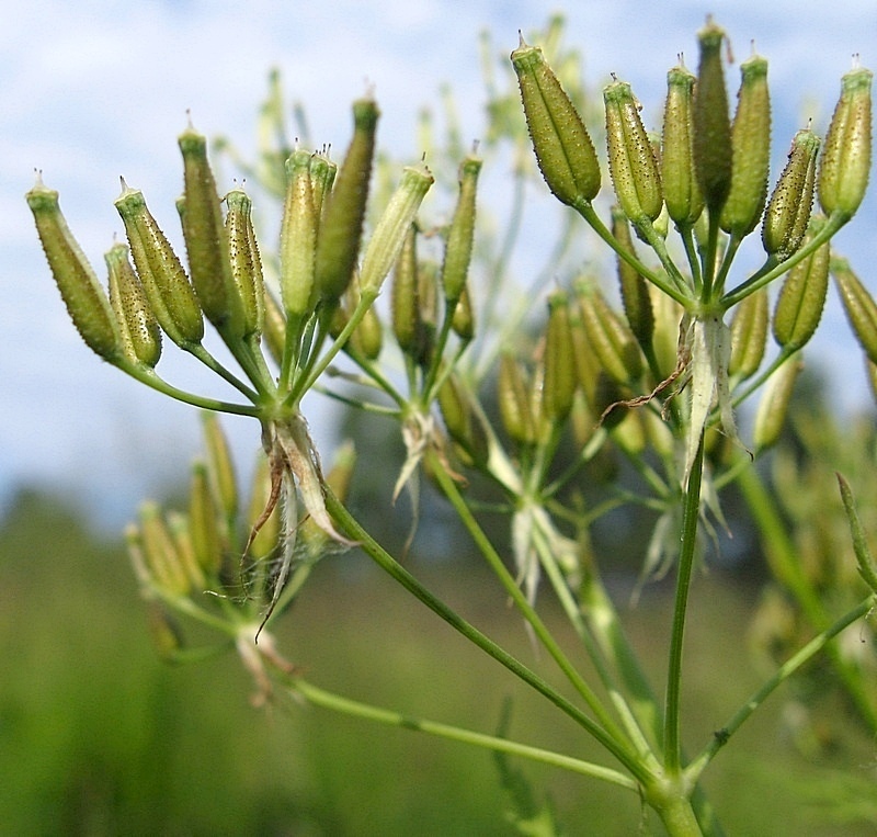 Изображение особи Anthriscus sylvestris var. nemorosa.