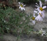 Chrysanthemum sinuatum