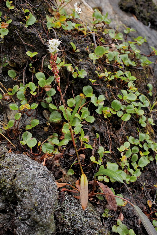 Image of Bistorta vivipara specimen.