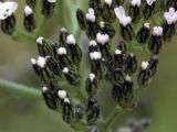 Achillea