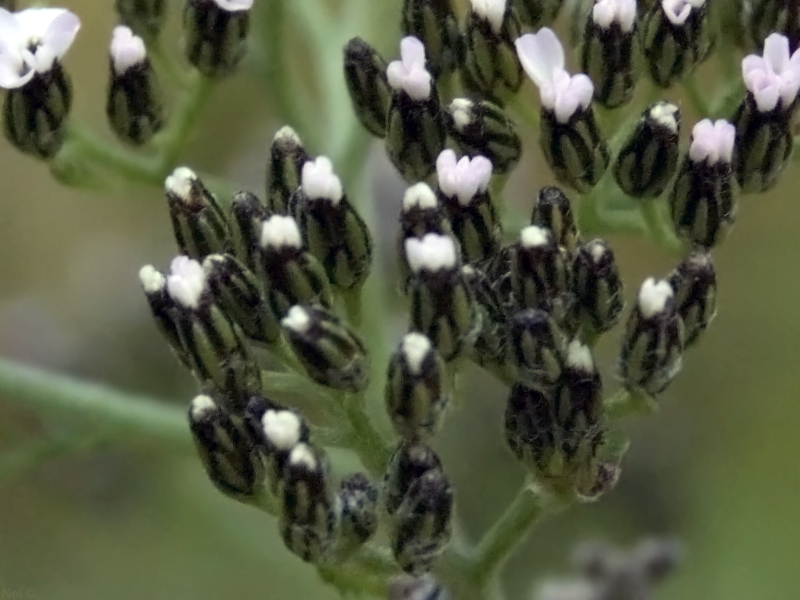 Изображение особи род Achillea.