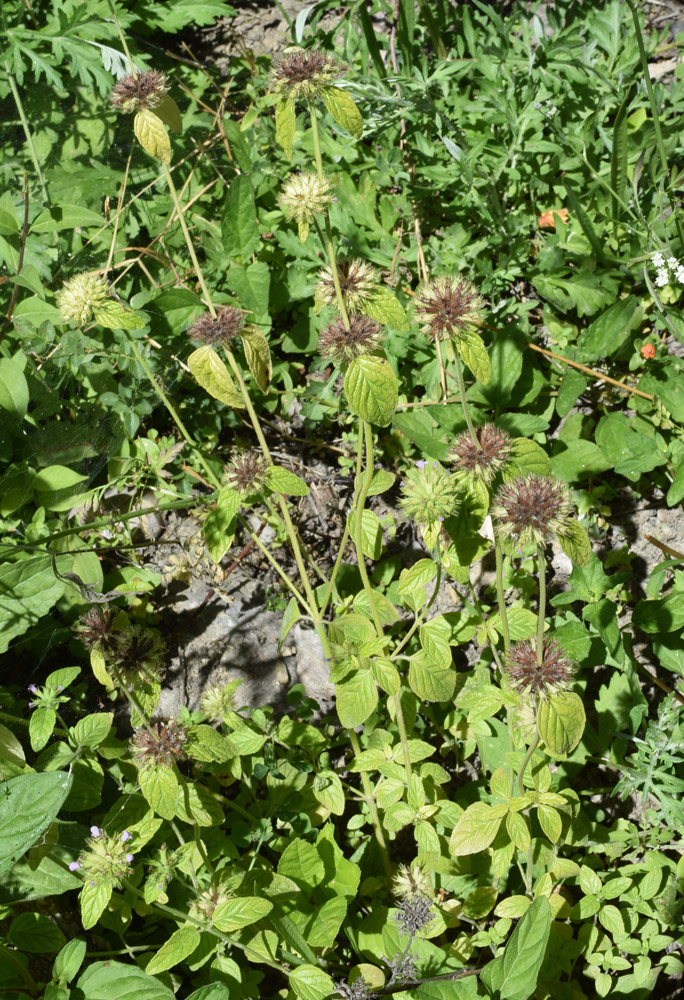 Image of Clinopodium integerrimum specimen.