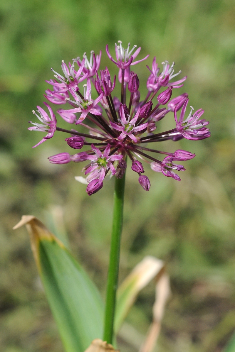 Image of Allium sarawschanicum specimen.