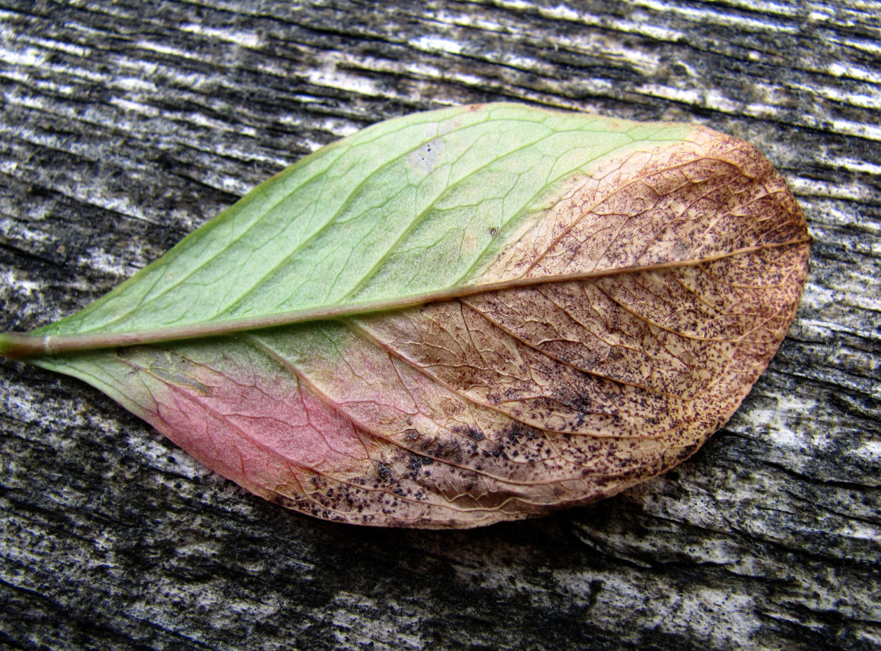 Image of Trientalis europaea specimen.