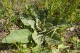 Verbascum thapsus