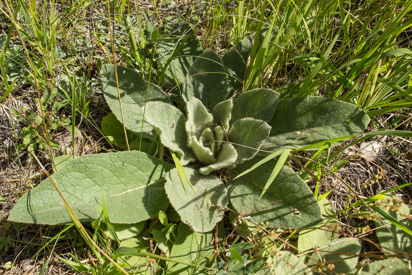 Изображение особи Verbascum thapsus.