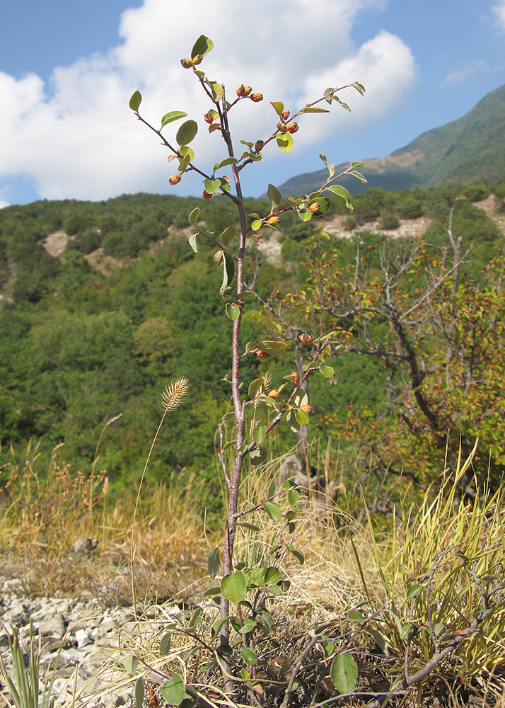 Image of Cotoneaster suavis specimen.