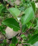 genus Salix. Часть ветви. Краснодарский край, хр. Аибга, субальпийский луг, ≈ 2200 м н.у.м. 09.07.2015.