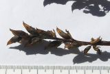 Pedicularis nordmanniana