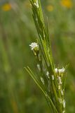 Arabis gerardii