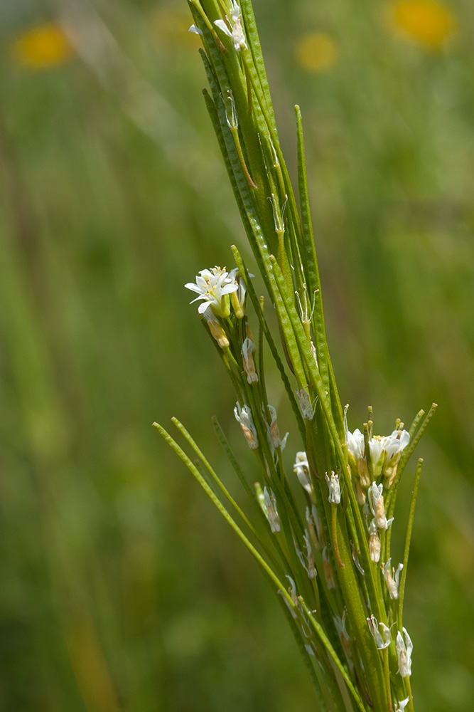 Image of Arabis gerardii specimen.