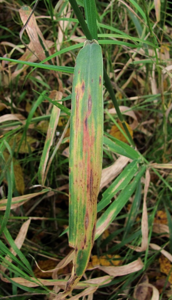 Изображение особи Phalaroides arundinacea.