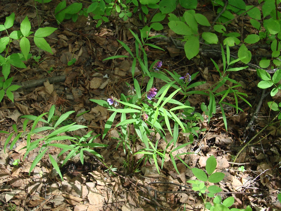 Image of Vicia venosa specimen.