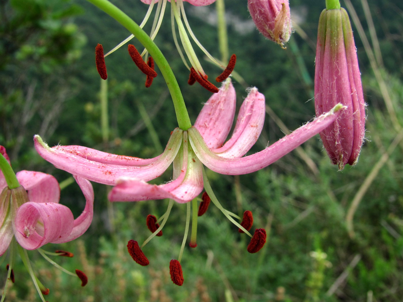 Image of Lilium caucasicum specimen.