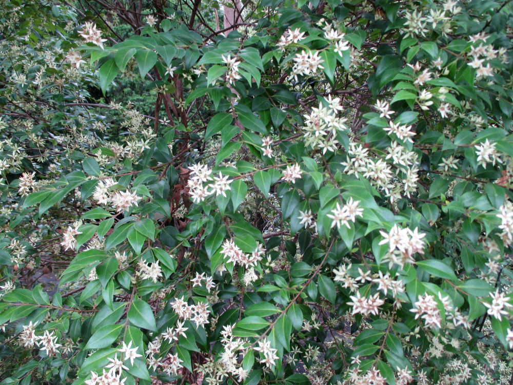 Image of Backhousia myrtifolia specimen.