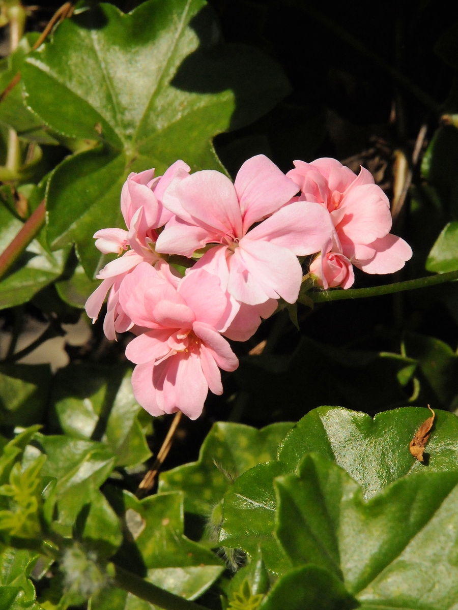 Изображение особи Pelargonium peltatum.