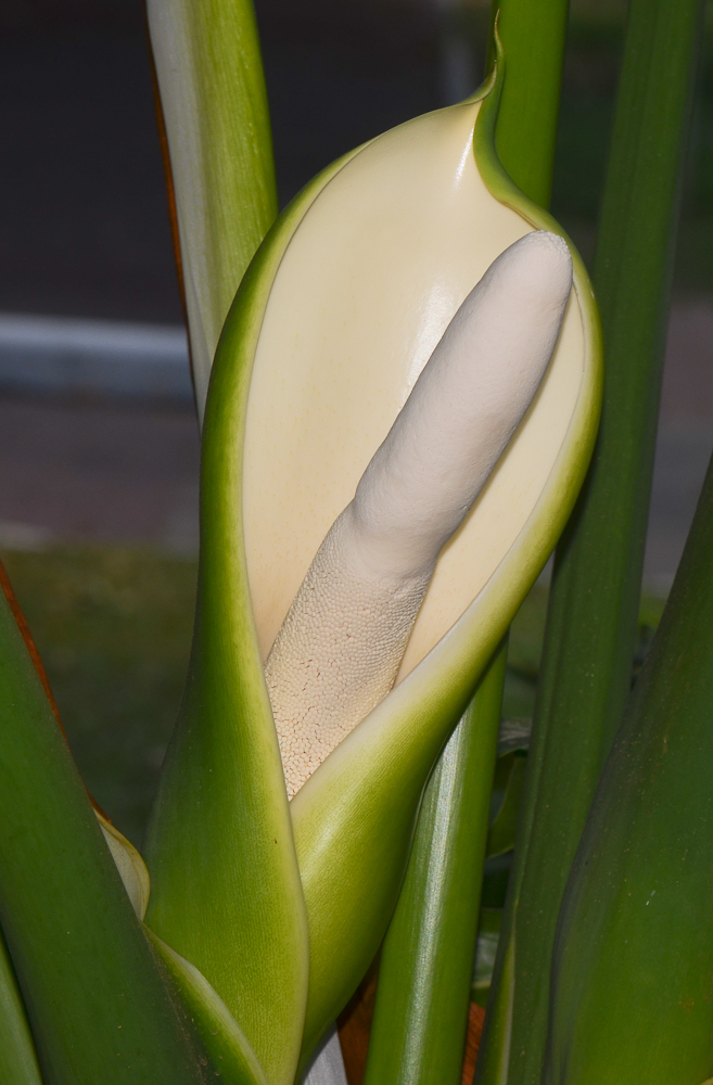 Image of Philodendron bipinnatifidum specimen.