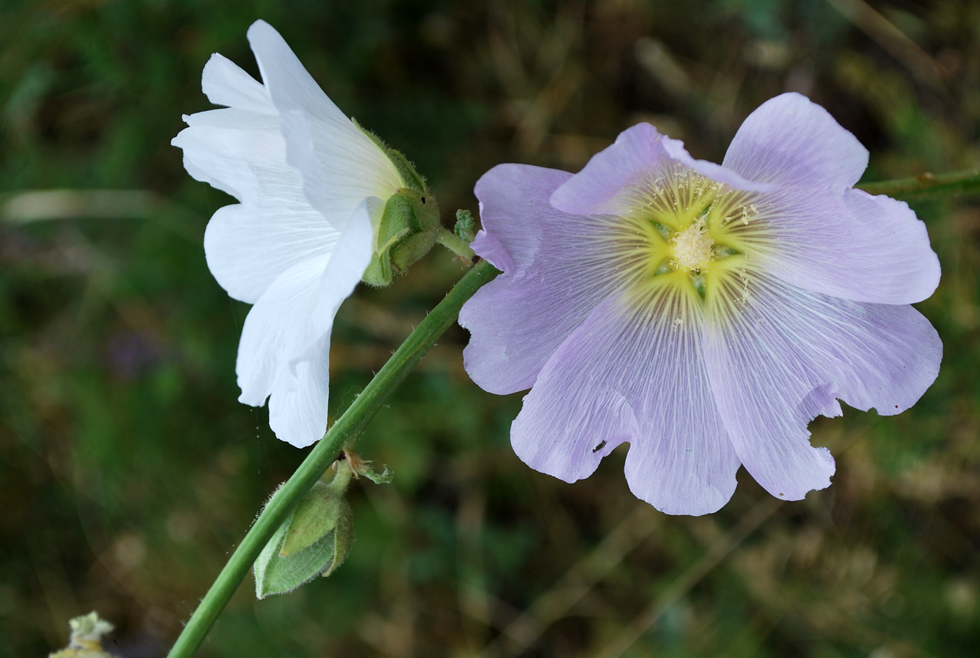 Image of Alcea nudiflora specimen.