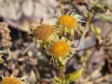 Inula britannica. Отцветающие соцветия. Кыргызстан, Нарынская обл., левый берег долины р. Нарын, окр. с. Таш-Башат, вахтовый пос. гидростроителей. 01.10.2015.