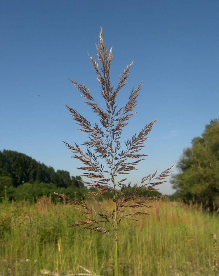 Изображение особи Calamagrostis pseudophragmites.