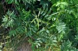 Sophora flavescens