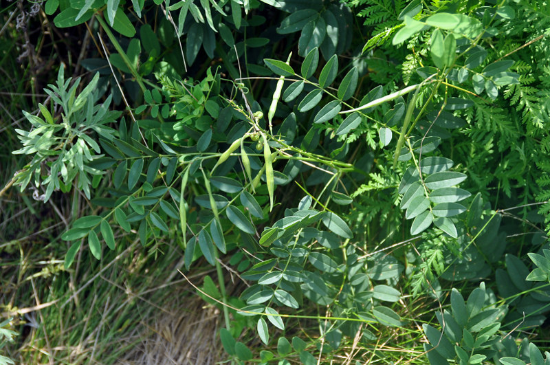 Image of Sophora flavescens specimen.