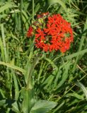 Lychnis chalcedonica