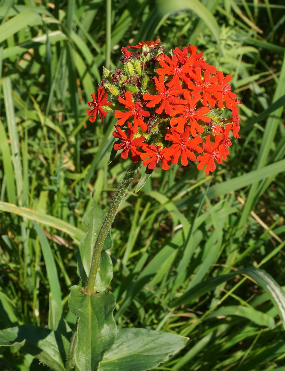 Изображение особи Lychnis chalcedonica.