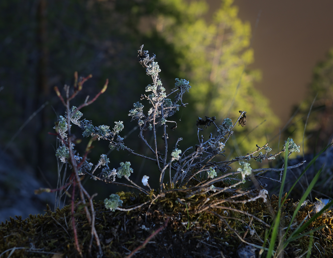 Изображение особи Artemisia frigida.