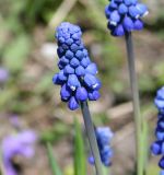 Muscari armeniacum