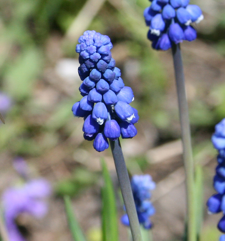 Image of Muscari armeniacum specimen.