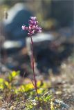 Viscaria alpina