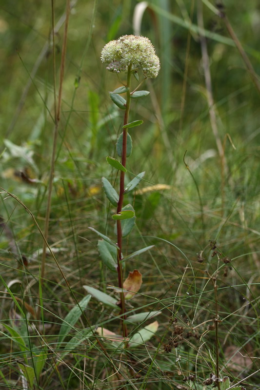 Image of Hylotelephium maximum specimen.