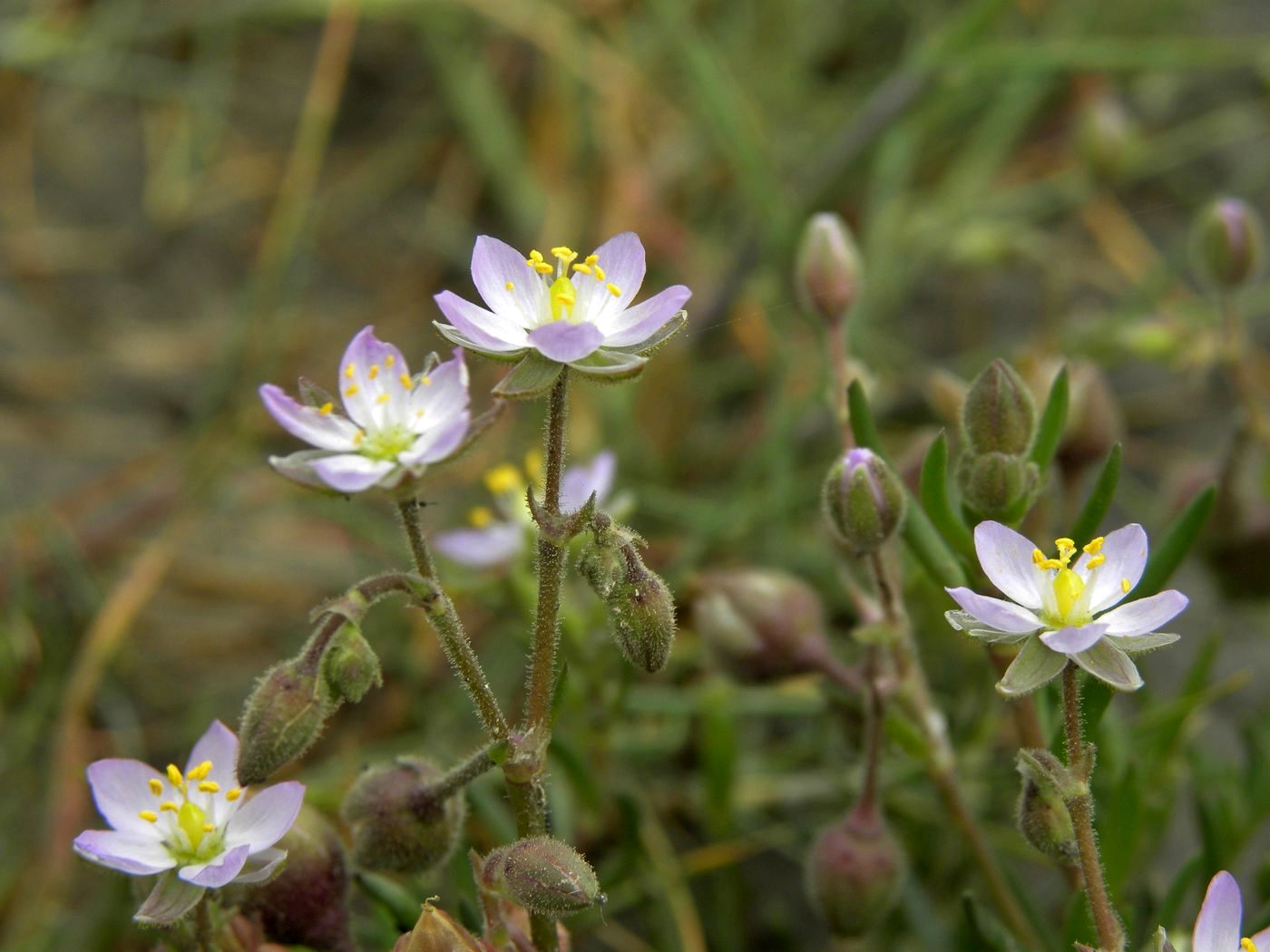 Image of Spergularia media specimen.