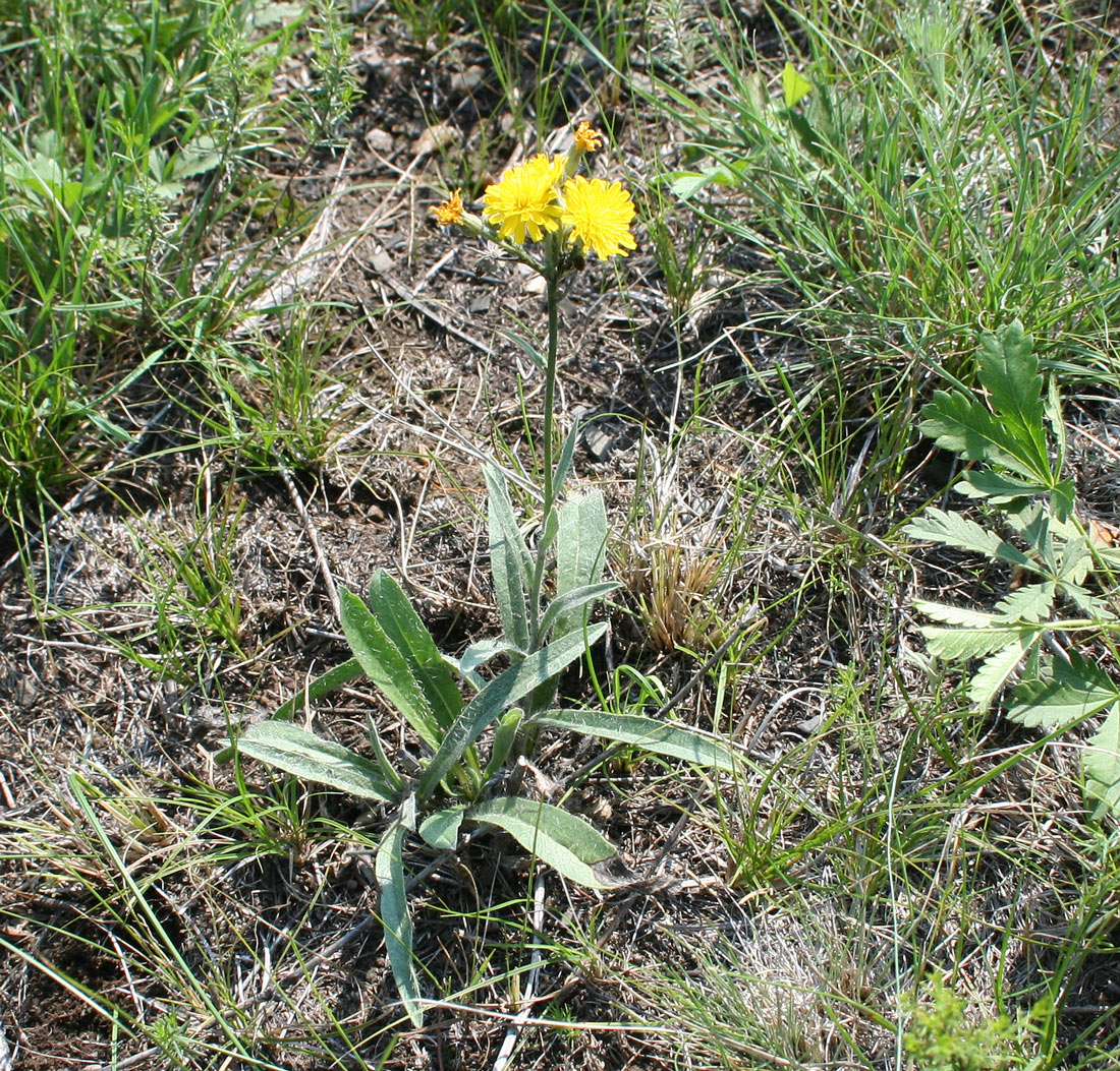 Image of Pilosella echioides specimen.