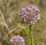 Allium montanostepposum