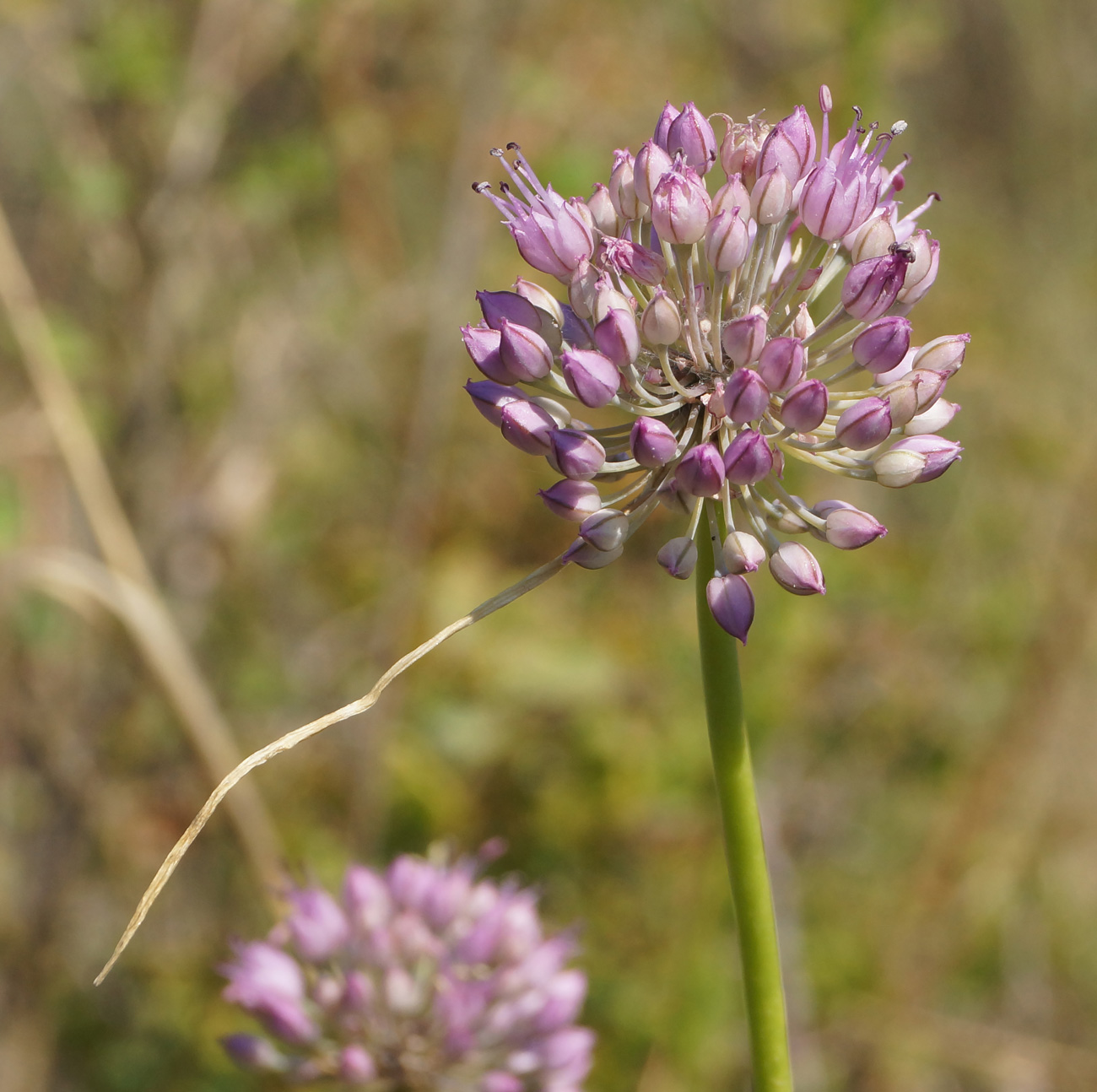 Image of Allium montanostepposum specimen.
