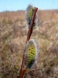 род Salix. Часть побега с соцветиями. Ленинградская обл., Кировский р-н, южнее ст. Ивановская, поле перед лесом. 03.05.2010.