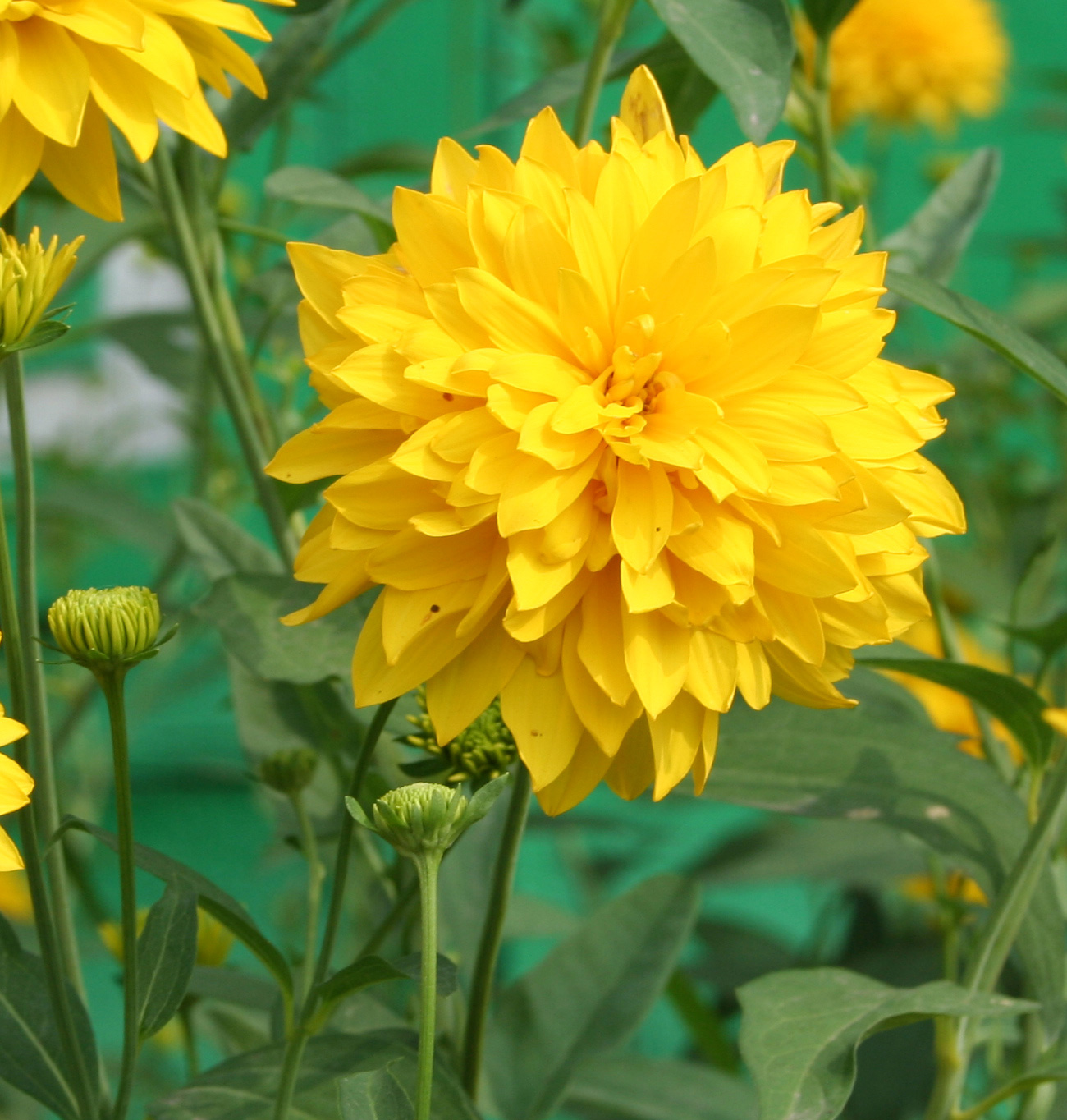 Изображение особи Rudbeckia laciniata var. hortensia.