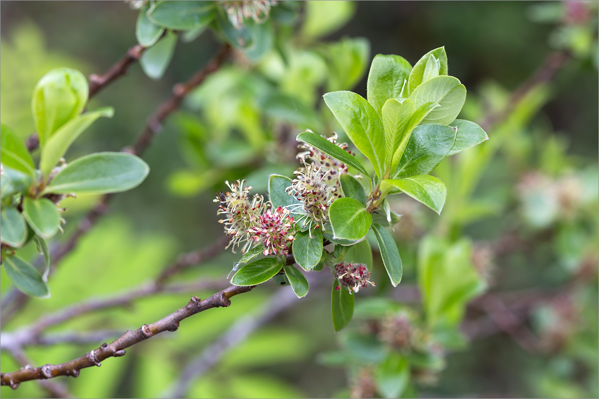 Изображение особи Salix myrsinifolia.