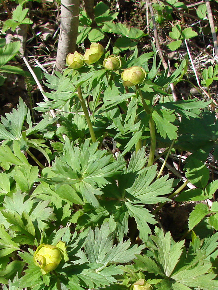 Изображение особи Trollius europaeus.