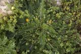 Mandragora autumnalis