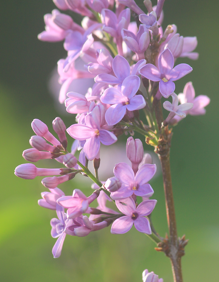 Изображение особи Syringa persica.