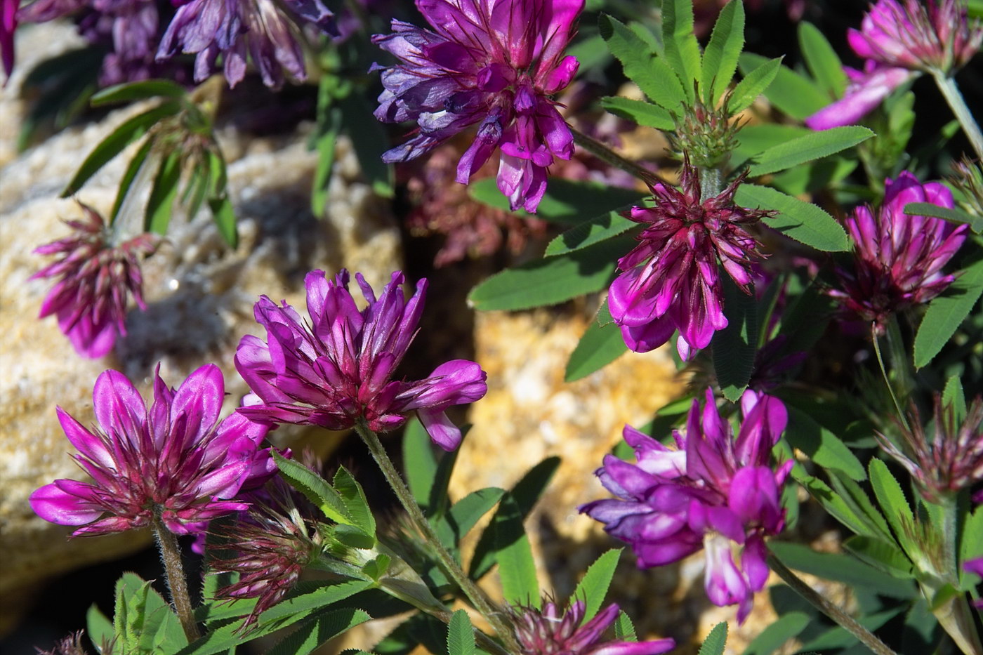 Image of Trifolium lupinaster specimen.