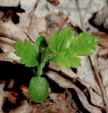 Crataegus rhipidophylla