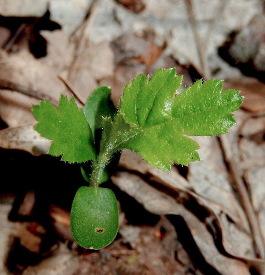 Изображение особи Crataegus rhipidophylla.