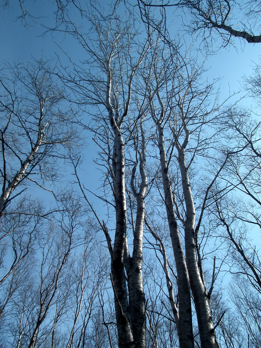 Изображение особи Sorbus aucuparia.